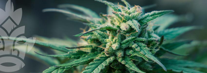Che Tipo Di Droga È La Cannabis?